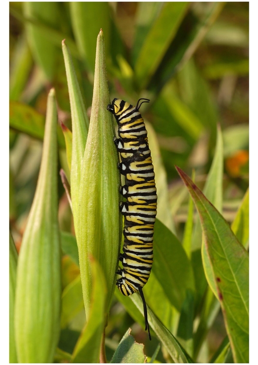 Foto larva di farfalla
