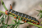 larva