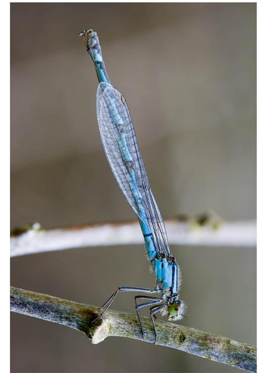 libellula