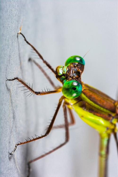 libellula