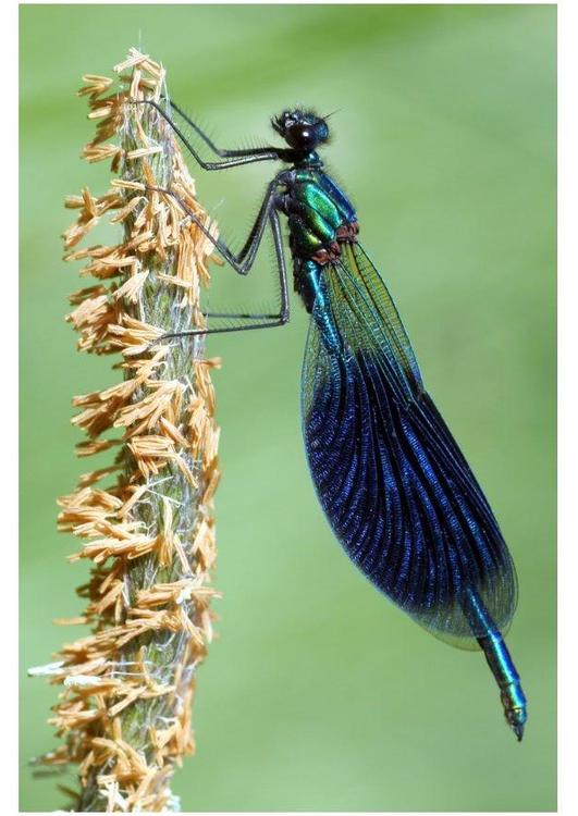 libellula