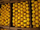 limoni