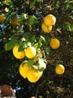 Foto limoni