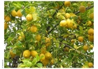 limoni