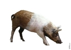 maiale