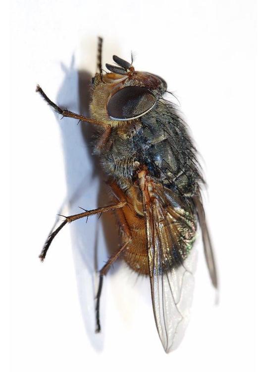 mosca