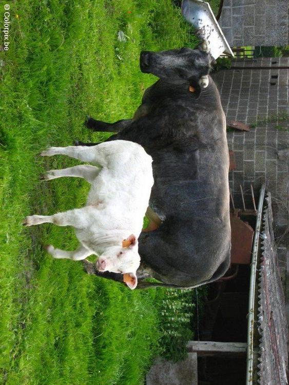 mucca con vitellino