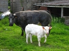 Foto mucca con vitellino
