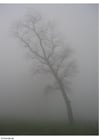 Foto nebbia