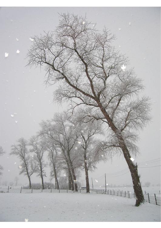 neve - paesaggio invernale
