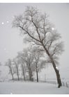 Foto neve - paesaggio invernale