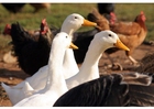 fotografia oche e galline