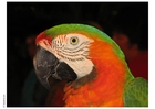 papagallo