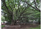 Parco Puna, museo Ghandi