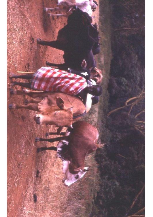 pastore in Kenia