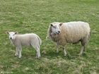 Foto pecora con agnello