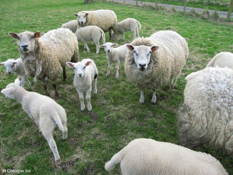 Foto pecore con agnellini
