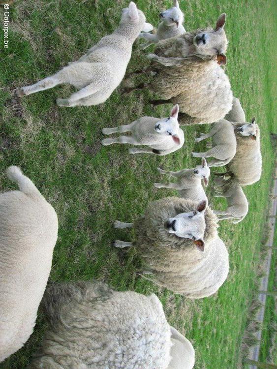 pecore con agnellini