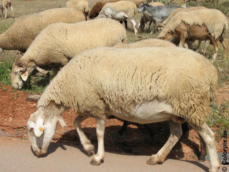 Foto pecore