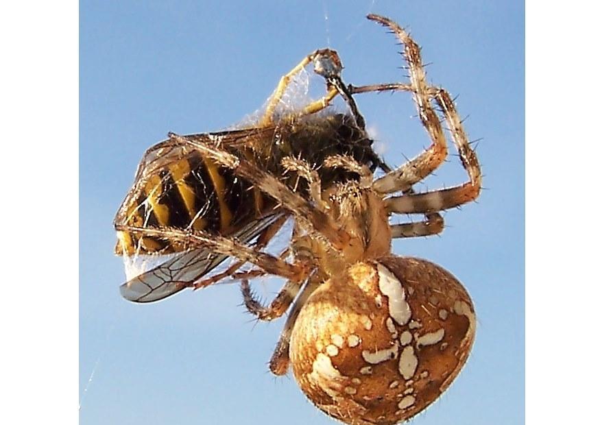 Foto Ragno mangia vespa