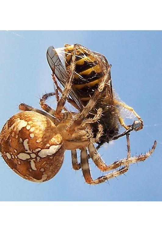 Ragno mangia vespa