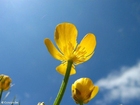 fotografia ranuncolo 4