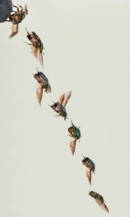 scarabeo dorato volante