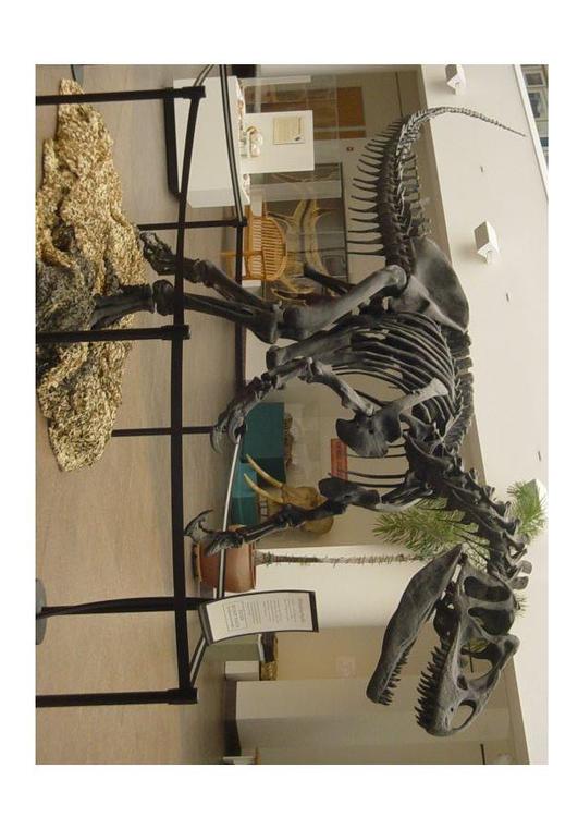 scheletro Allosauro