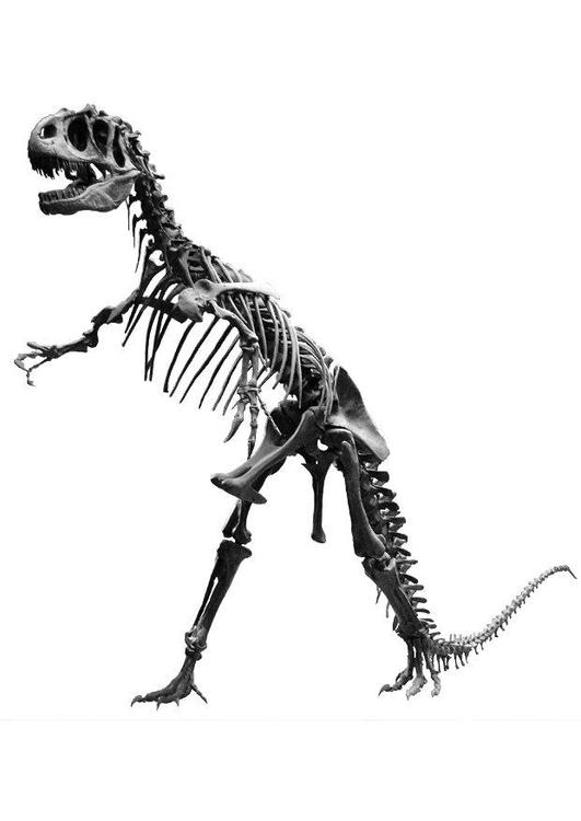 scheletro Allosauro