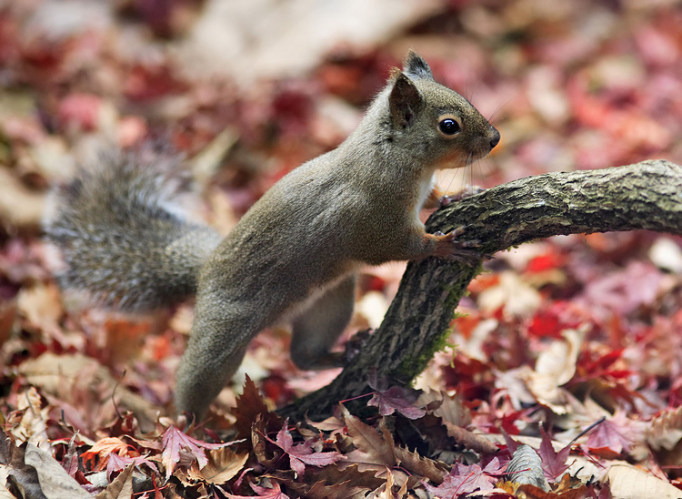 Foto scoiattolo giapponese