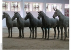Foto statue cavalli, Xian