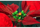 fotografia stella di Natale 2