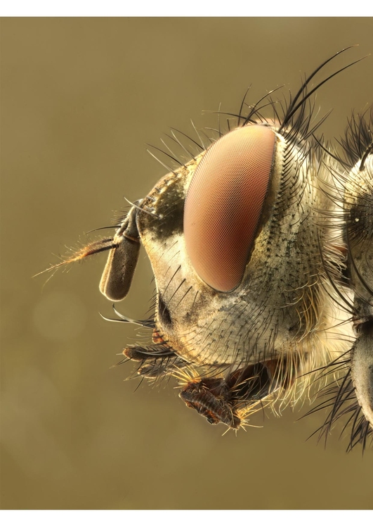 Foto testa di una mosca