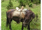 Foto trekking a cavallo