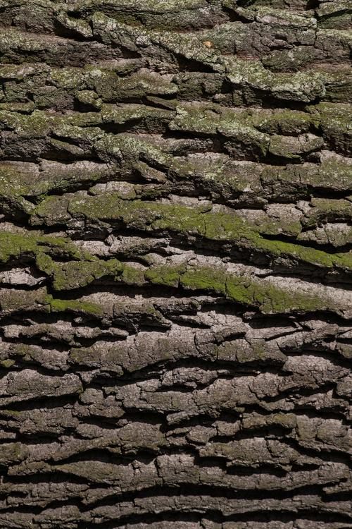 tronco d'albero