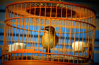 uccello in gabbia - cattività