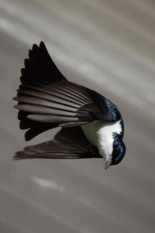 uccello - Myiagra inquieta