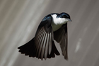 Foto uccello - Myiagra inquieta