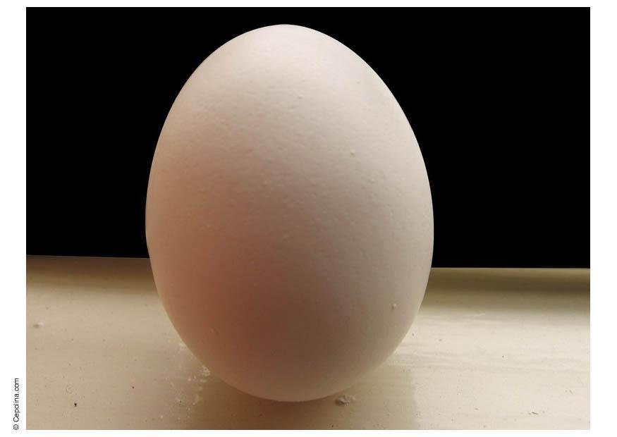 Foto uovo
