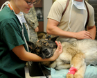 fotografia veterinario