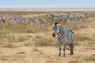 fotografia zebra