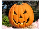 Foto zucca