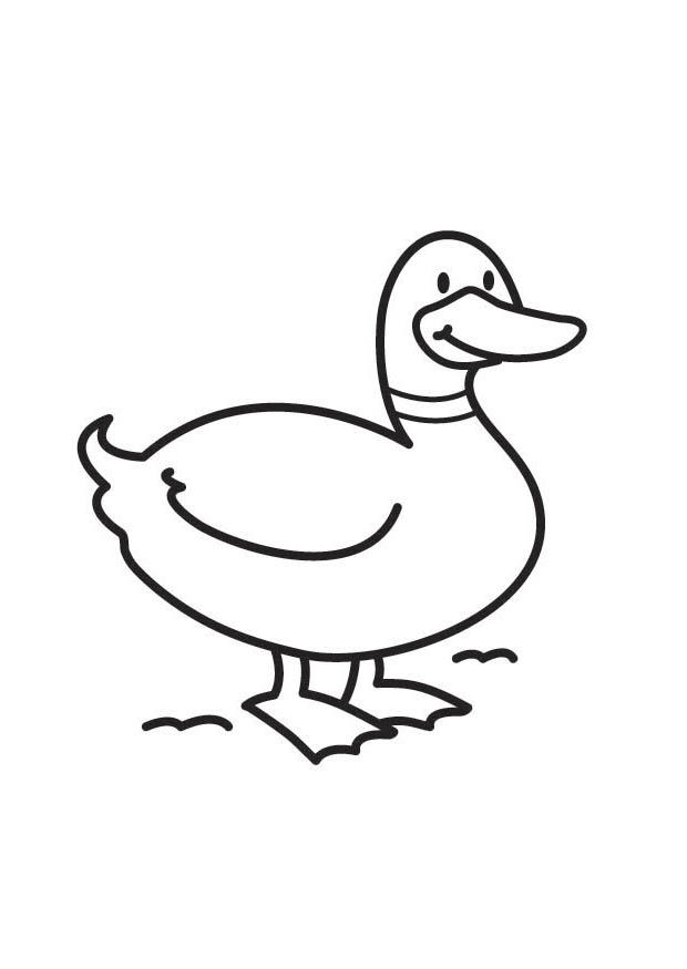 Anatra disegno da colorare