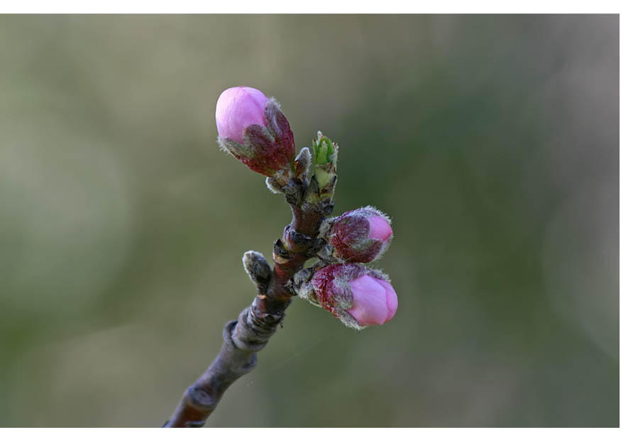 2. - fioritura inizio primavera Foto 2. - fioritura inizio primavera