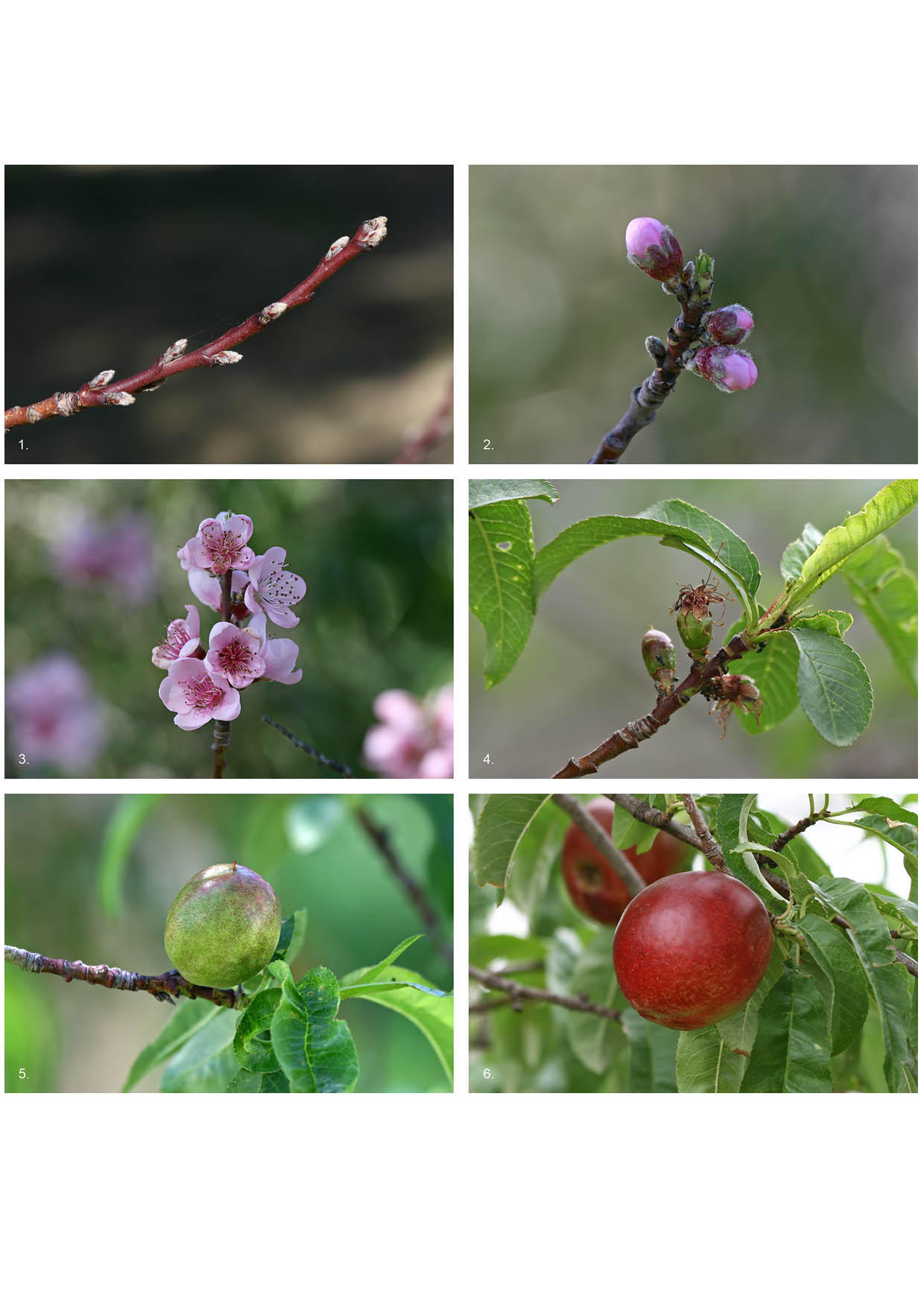 7. - lo sviluppo della nettarina Foto 7. - lo sviluppo della nettarina