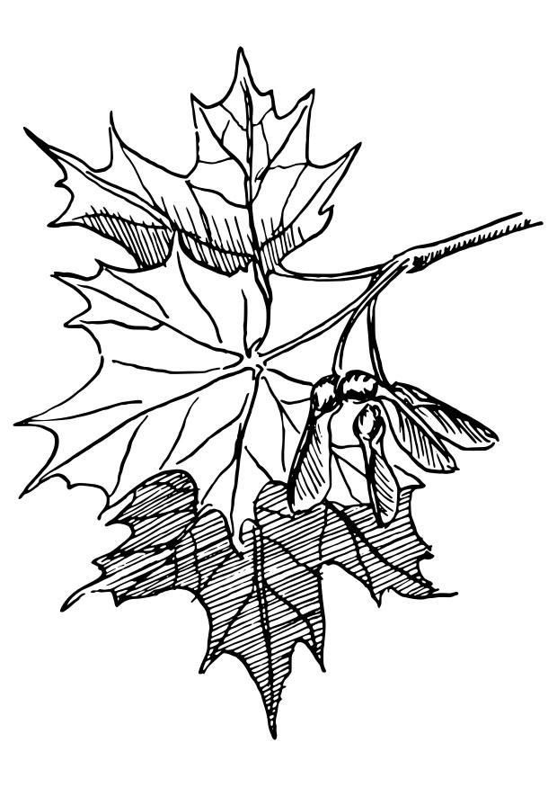 acero da zucchero Disegno da colorare acero da zucchero