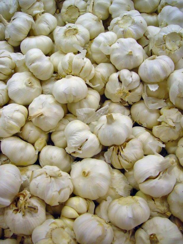aglio Foto aglio