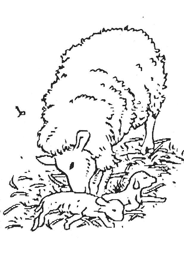 agnello appena nato Disegno da colorare agnello appena nato