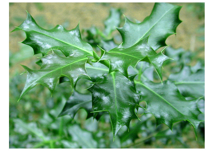 agrifoglio Foto agrifoglio