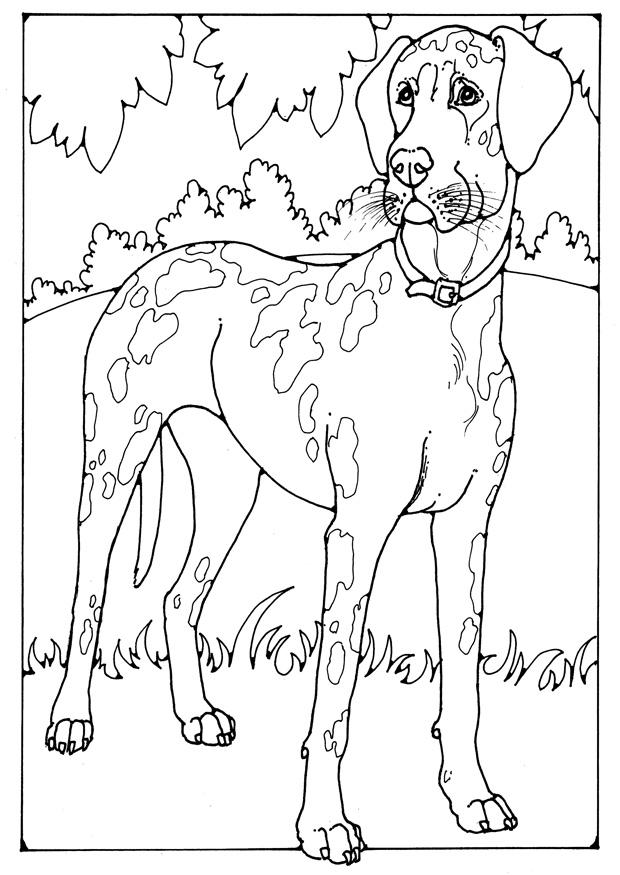 alano Disegno da colorare alano